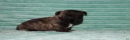 Cairn Terrier dogs for sale: Cleo - Ad 3