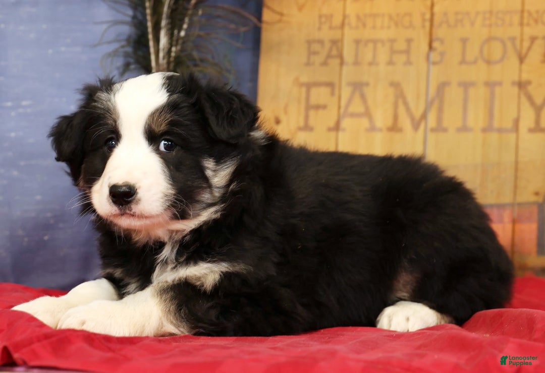 Miniature Australian Shepherd dogs for sale: Buster - Ad 5