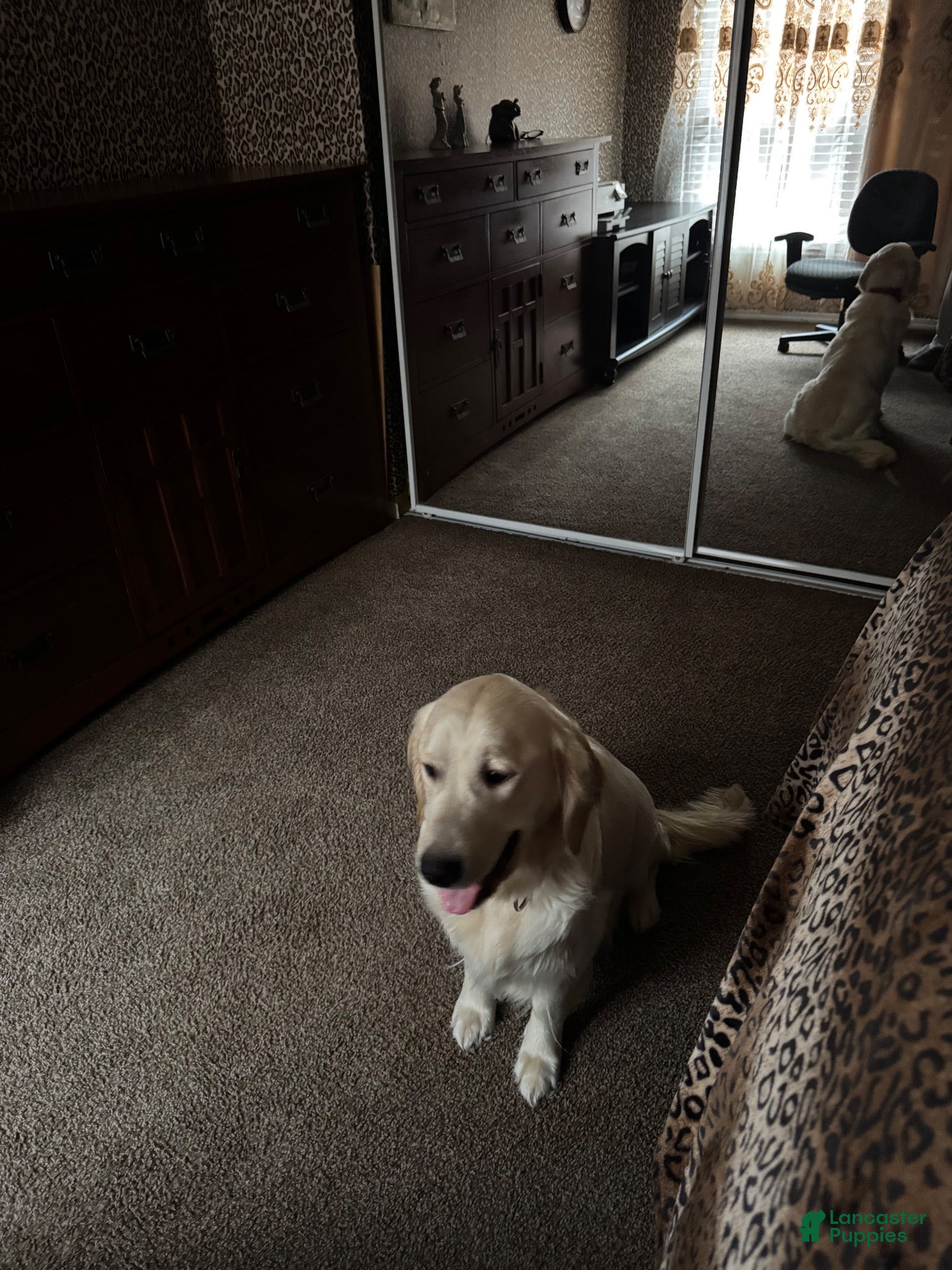 Golden Retriever dogs Golden Retriever 3 - Ad 2
