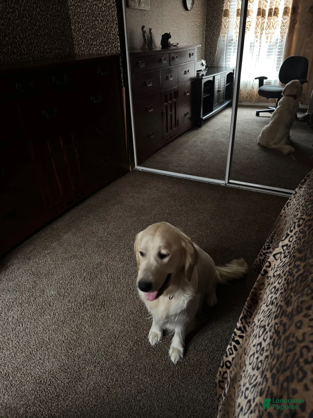Golden Retriever dogs for sale: Golden Retriever 7 - Ad 2