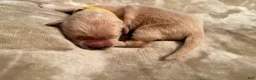 Golden Retriever dogs for sale: Golden Retriever 11 - Ad 1