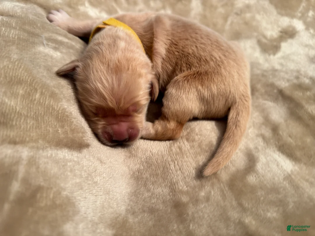 Golden Retriever dogs for sale: Golden Retriever 11 - Ad 1