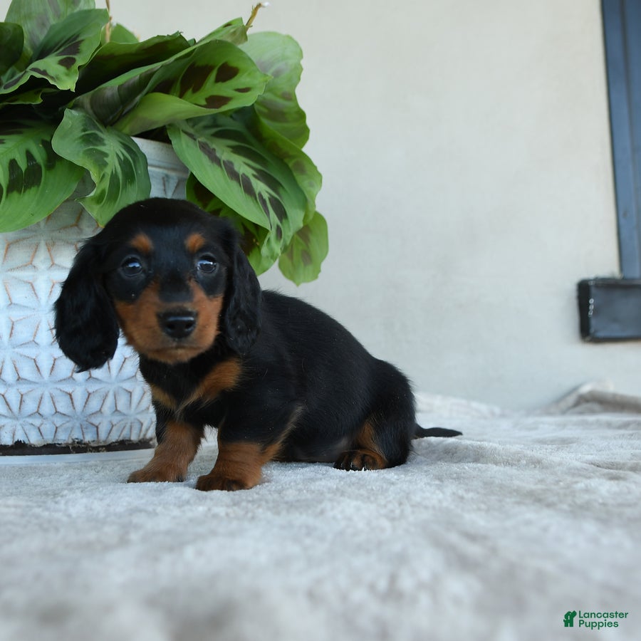 Dachshund dogs for sale: Periwinkle - Ad 1