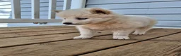 Pomsky dogs for sale: Darci - Ad 8
