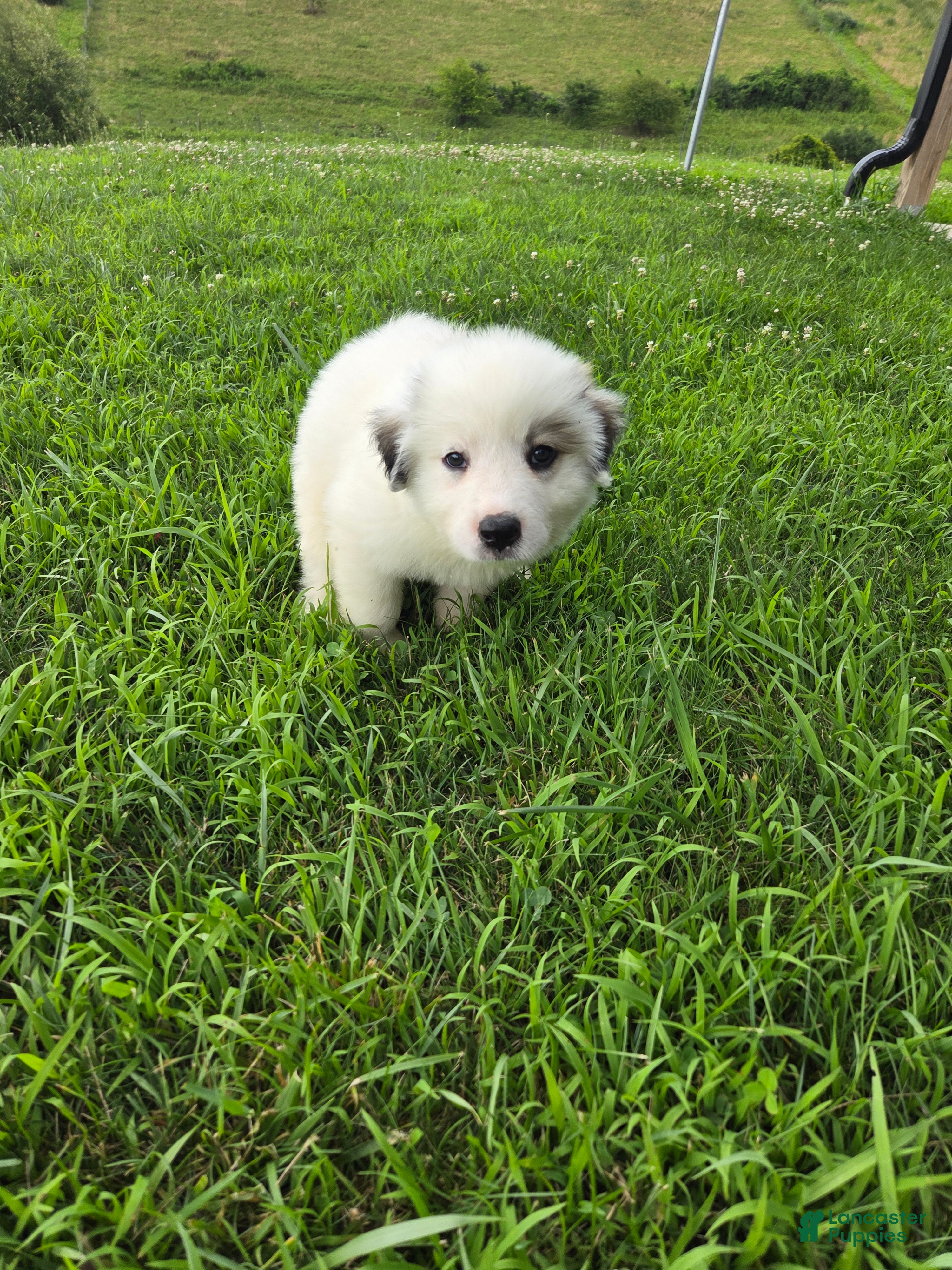 Great Pyrenees dogs John - Ad 2