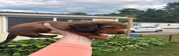 Miniature Dachshund dogs for sale: Dahmer - Ad 5
