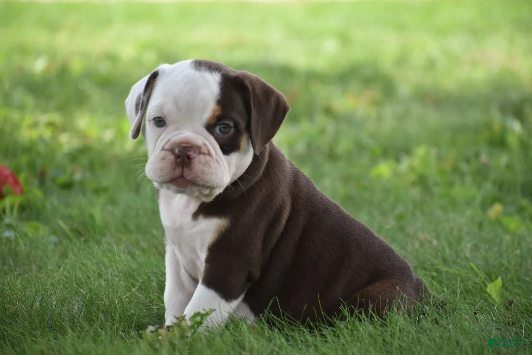 Beabull dogs for sale: Quinn - Ad 2