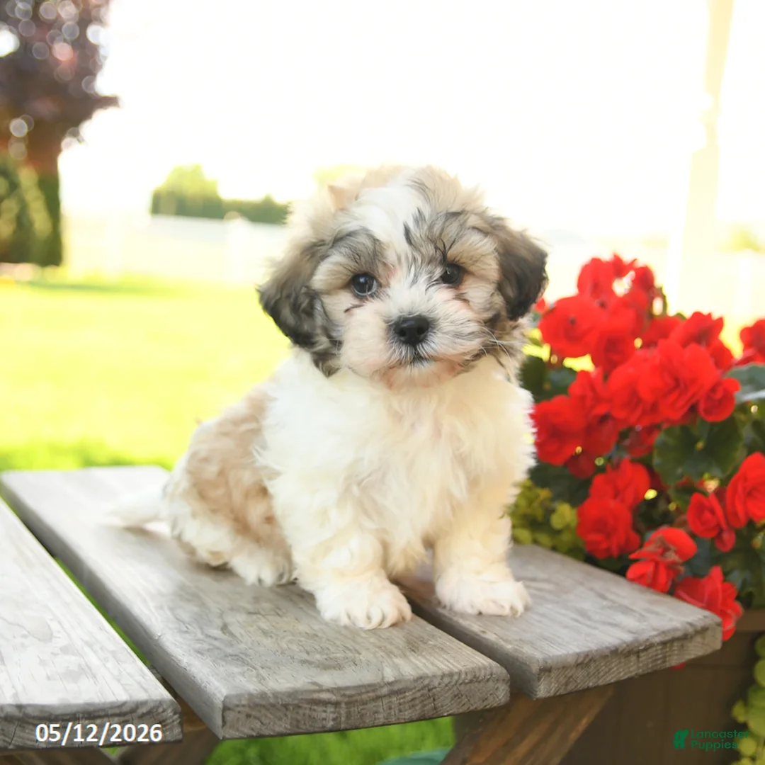 Teddy Bear dogs for sale: Korie - Ad 1