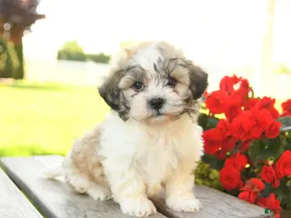 Teddy Bear dogs for sale: Korie - Ad 3