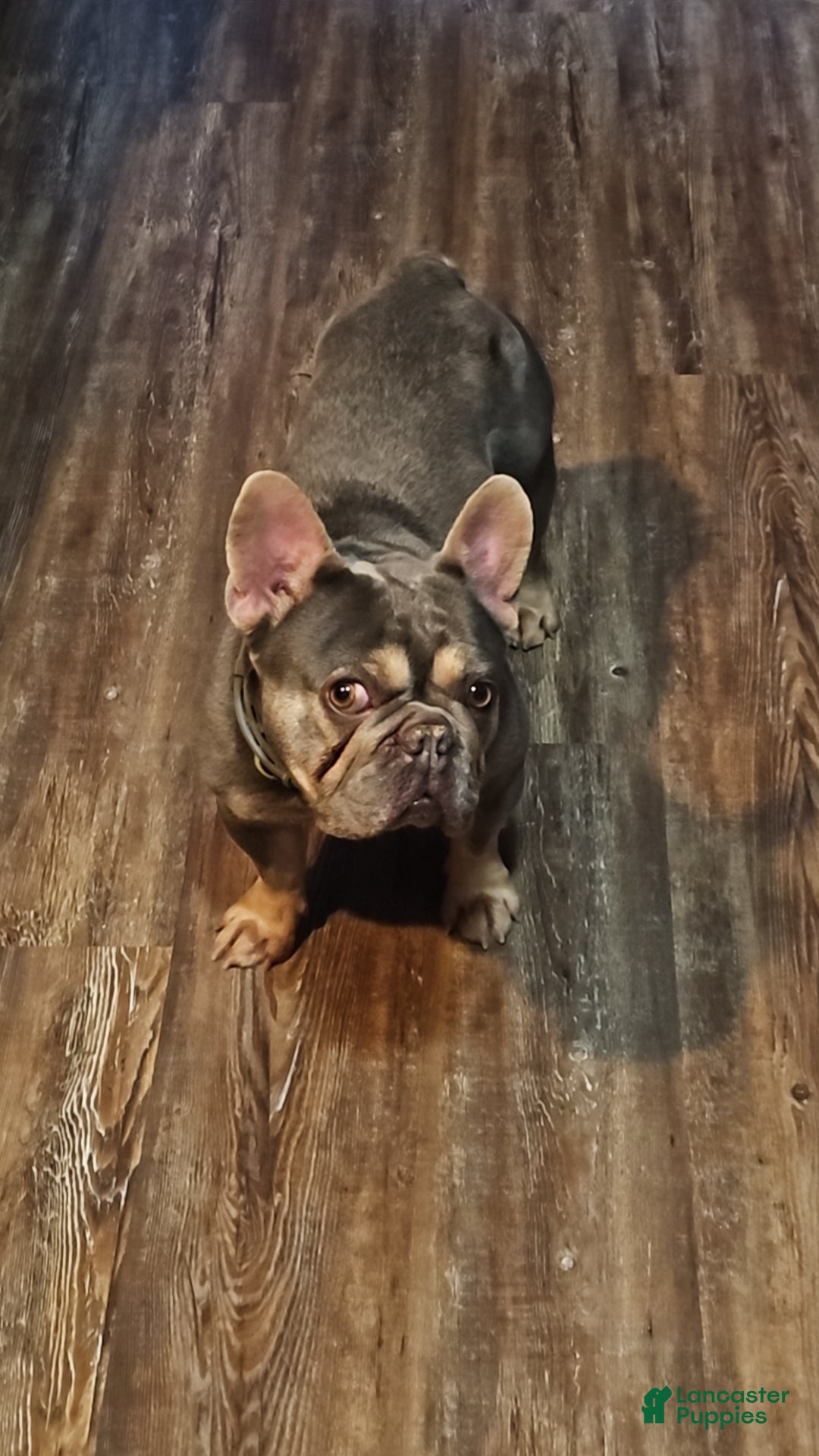 French Bulldog dogs for sale: Leeroi - Ad 6