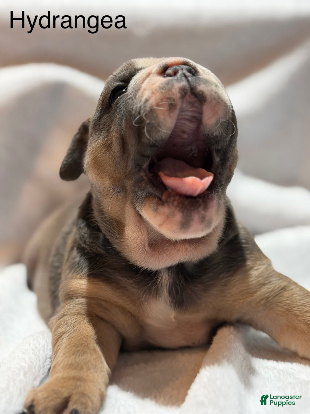 English Bulldog dogs for sale: English Bulldog Puppy 4 - Ad 3