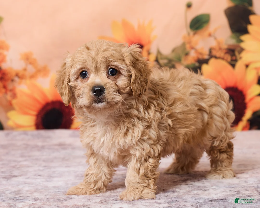 Cavachon dogs for sale: Macey - Ad 5