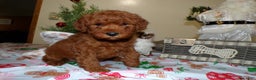 Miniature Poodle dogs for sale: Miniature Poodle Puppy 3 Jingle Bell - Ad 2
