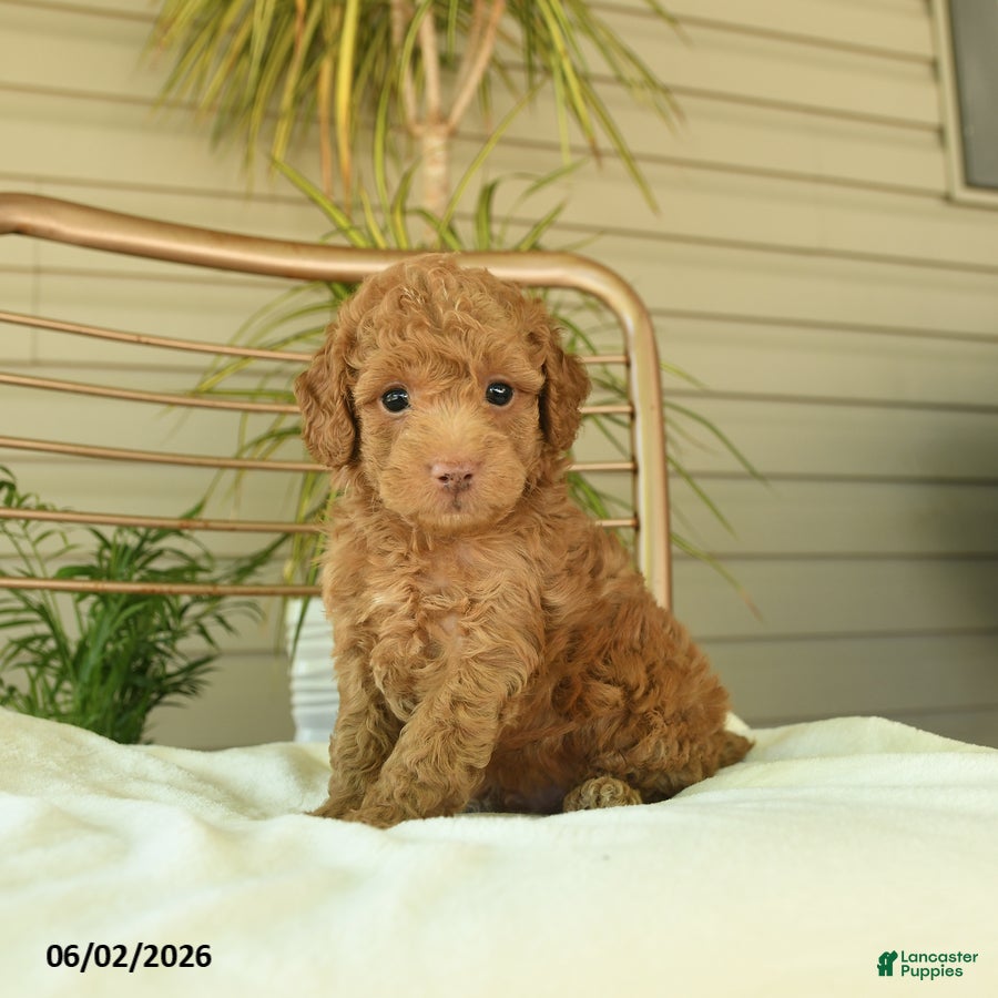 Miniature Poodle dogs for sale: Mikki - Ad 1