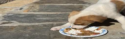 Mixed Breed dogs for sale: Mixed Breed puppy #3 - Ad 4