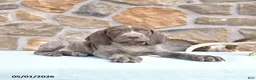 German Shorthaired Pointer dogs for sale: Frank  - Ad 2