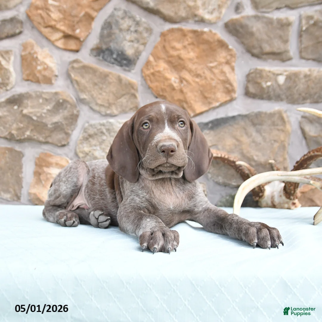 German Shorthaired Pointer dogs for sale: Frank  - Ad 2