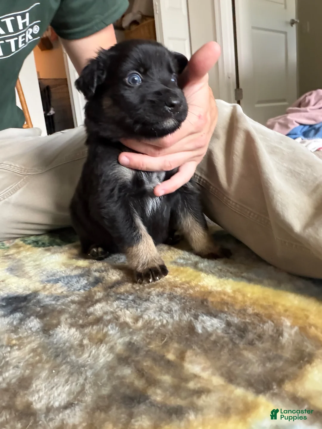 German Shepherd dogs for sale:  Puppy 10 - Ad 1