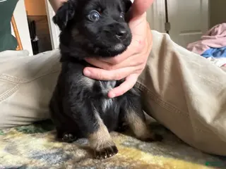 German Shepherd dogs Puppy 10 - Ad 8