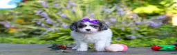 Cavapoo dogs for sale: Katie - Ad 3