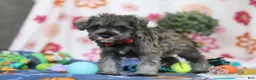 Miniature Schnauzer dogs for sale: Josiah - Ad 5