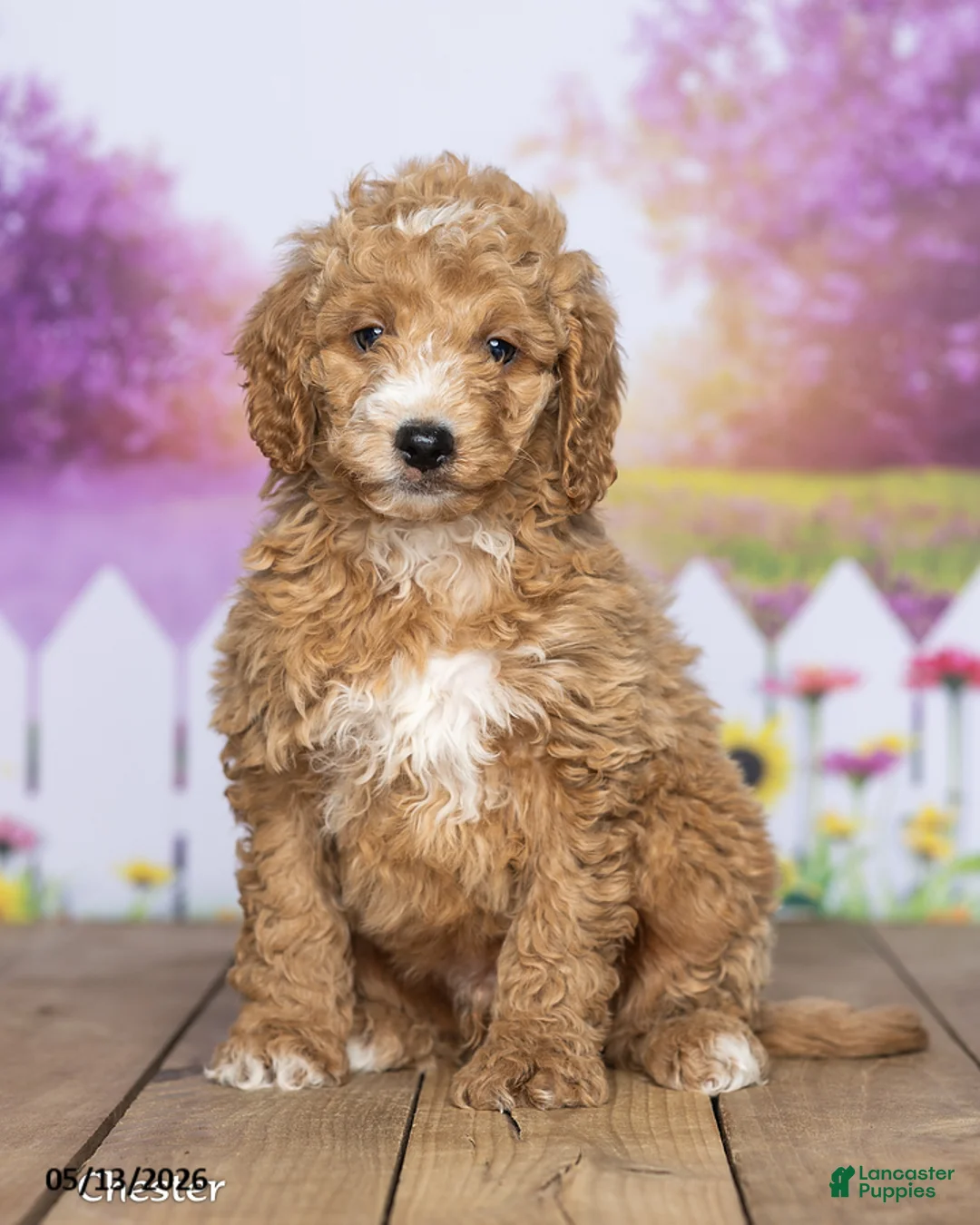 Mini Goldendoodle dogs for sale: Chester - Ad 2