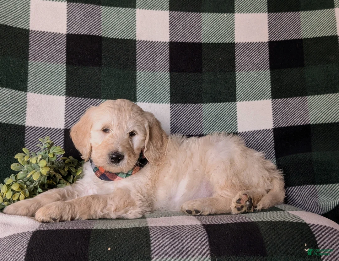 Goldendoodle dogs for sale: Demarcus Standard size Hypoallergenic - Ad 4