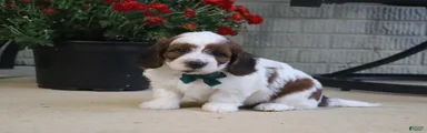 Cooper