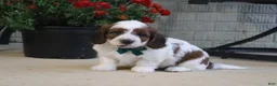Mini Goldendoodle dogs for sale: Cooper - Ad 1