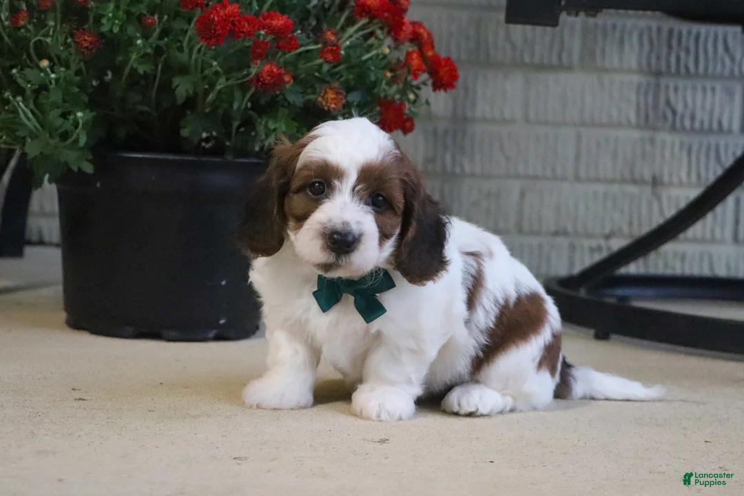 Mini Goldendoodle dogs for sale: Cooper - Ad 1