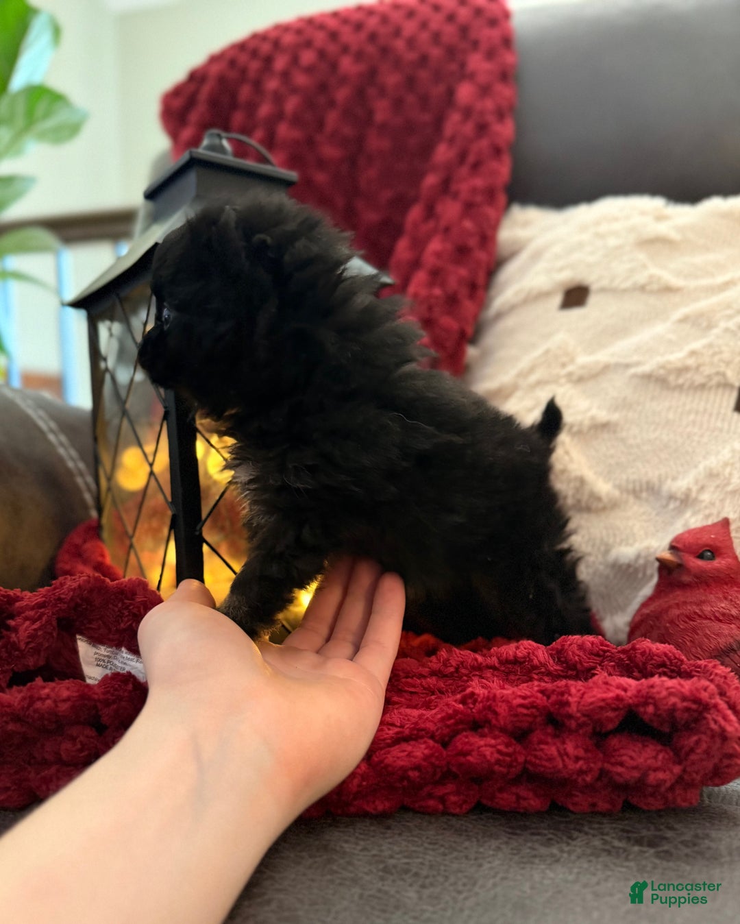 Pomeranian dogs for sale: Winterberry - Ad 5