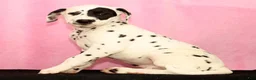 Dalmatian dogs for sale: Jane - Ad 3