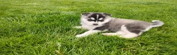 Siberian Husky dogs for sale: Avery  - Ad 3
