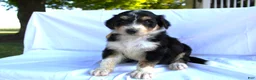 Bernedoodle dogs for sale: Smiley - Ad 10