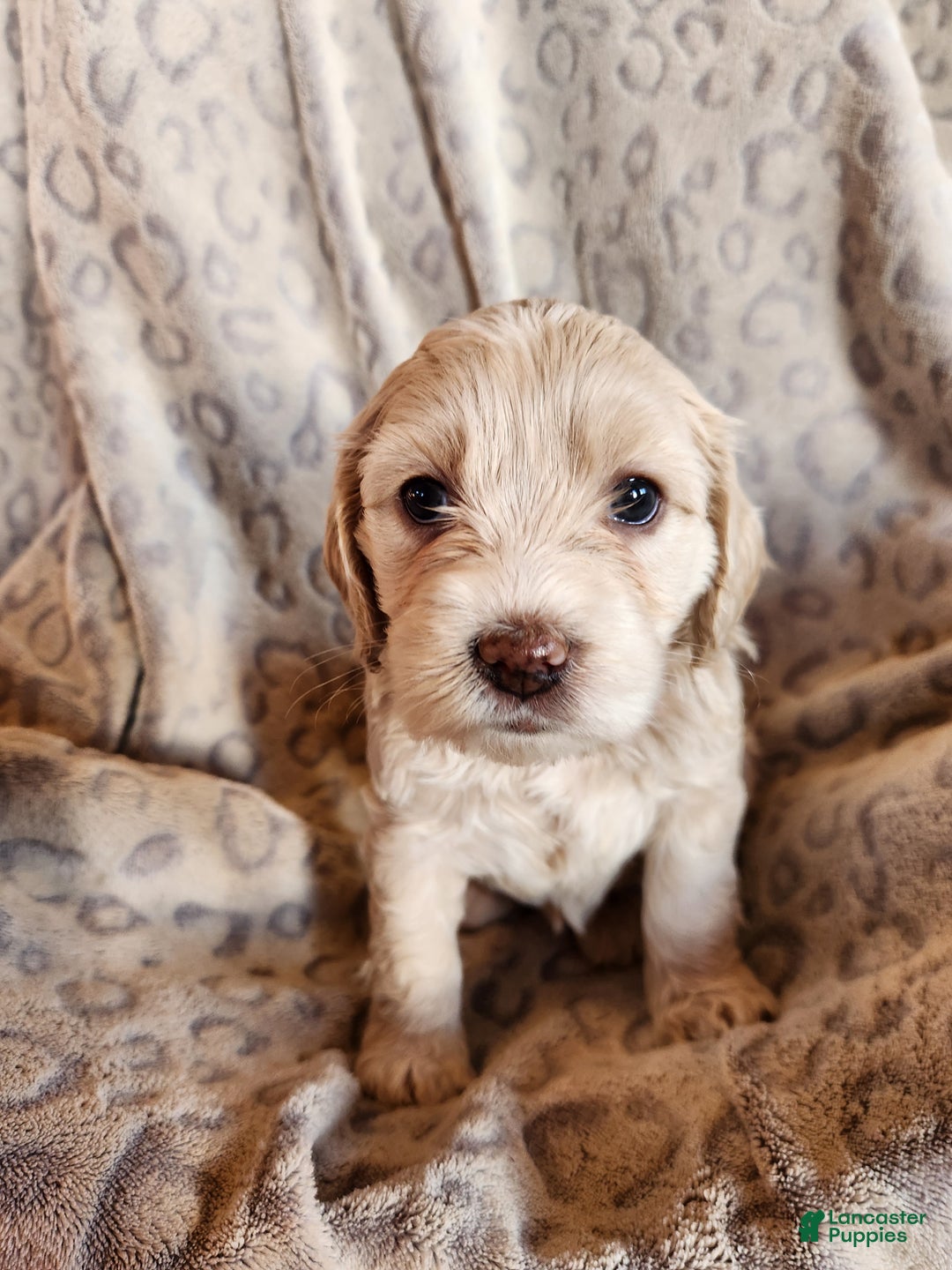 Mixed Breed dogs for sale: Lacey - Ad 8