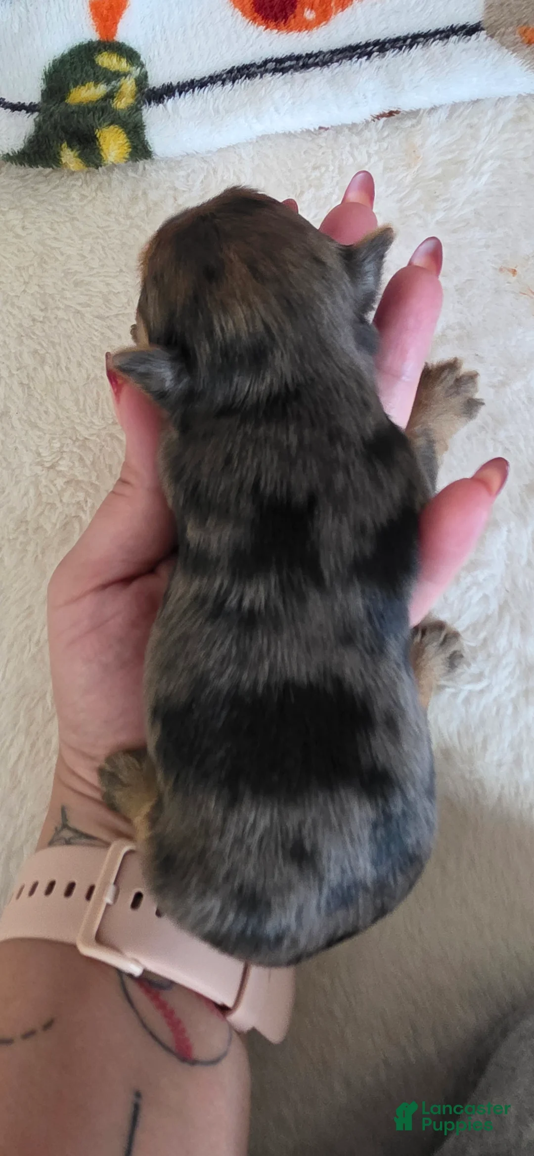 Yorkshire Terrier dogs for sale: Phoebe - Ad 2