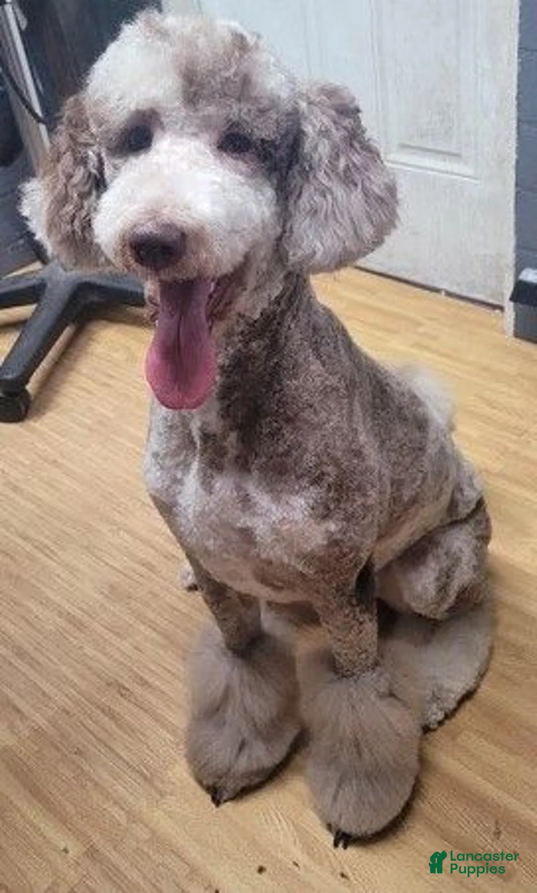 Double Doodle dogs for sale: Maui - Ad 5