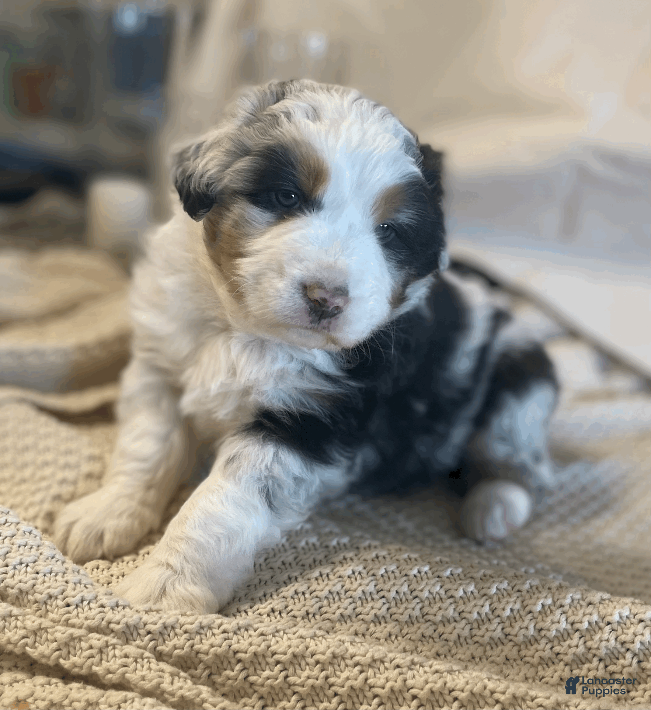 Australian Shepherd dogs Finn - Ad 22