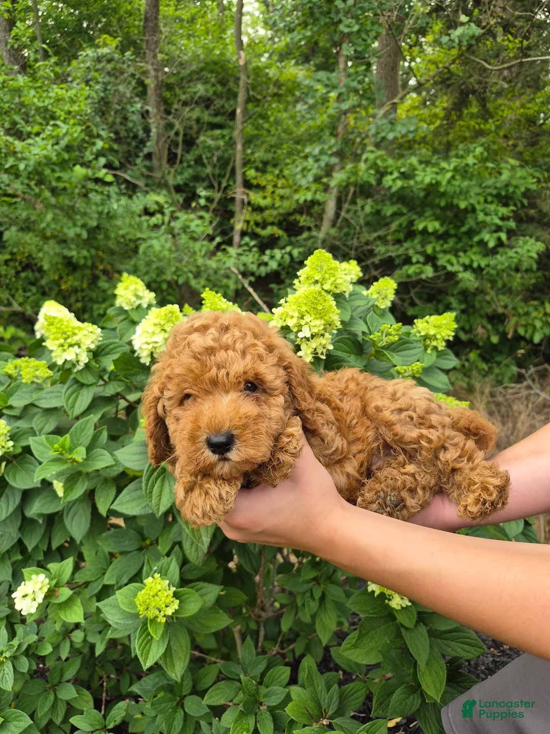 Mini Goldendoodle dogs for sale: Coby - Ad 2