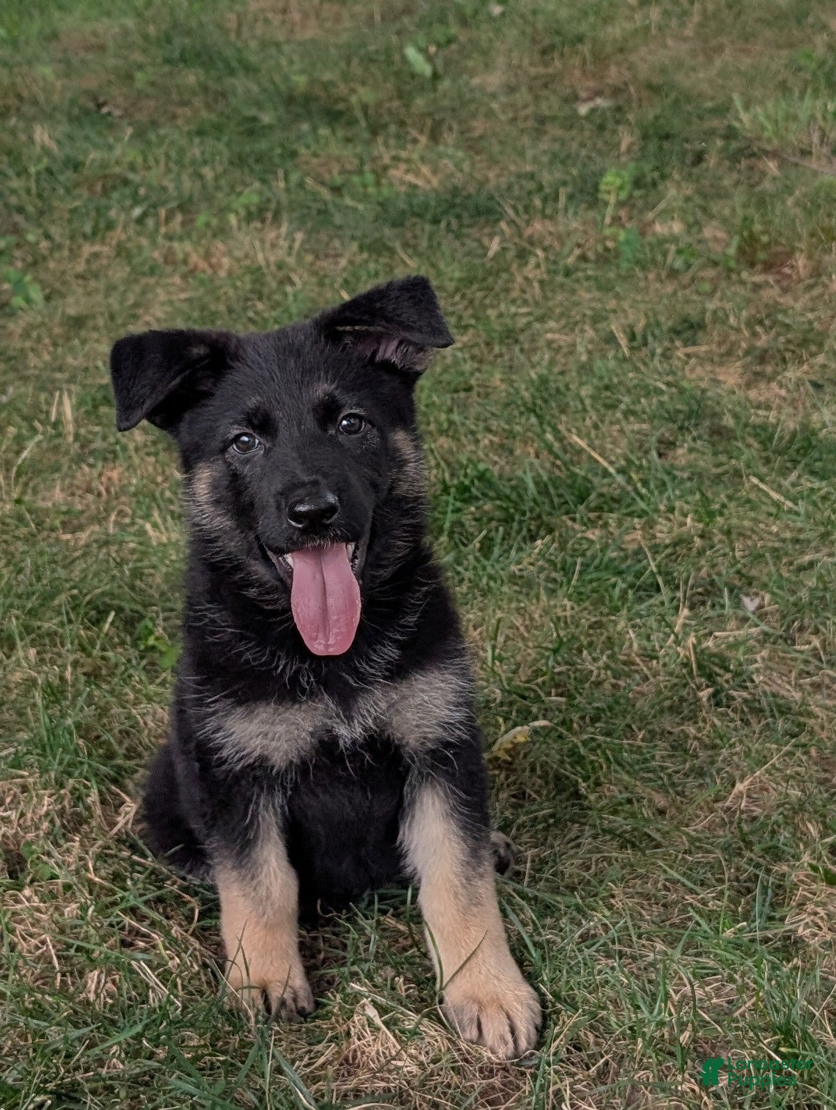 German Shepherd dogs Mandi  - Ad 2