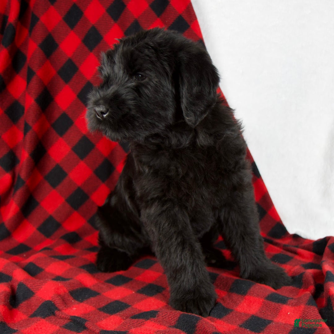 Giant Schnauzer dogs for sale: Angela - Ad 5