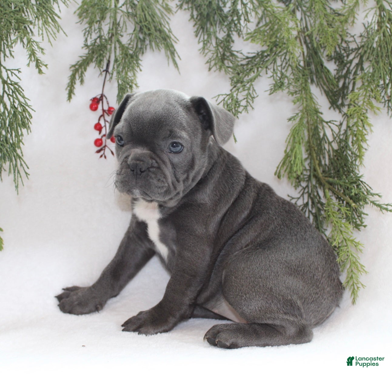 Frenchton dogs Paisley - Ad 16