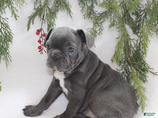 Frenchton dogs Paisley - Ad 20