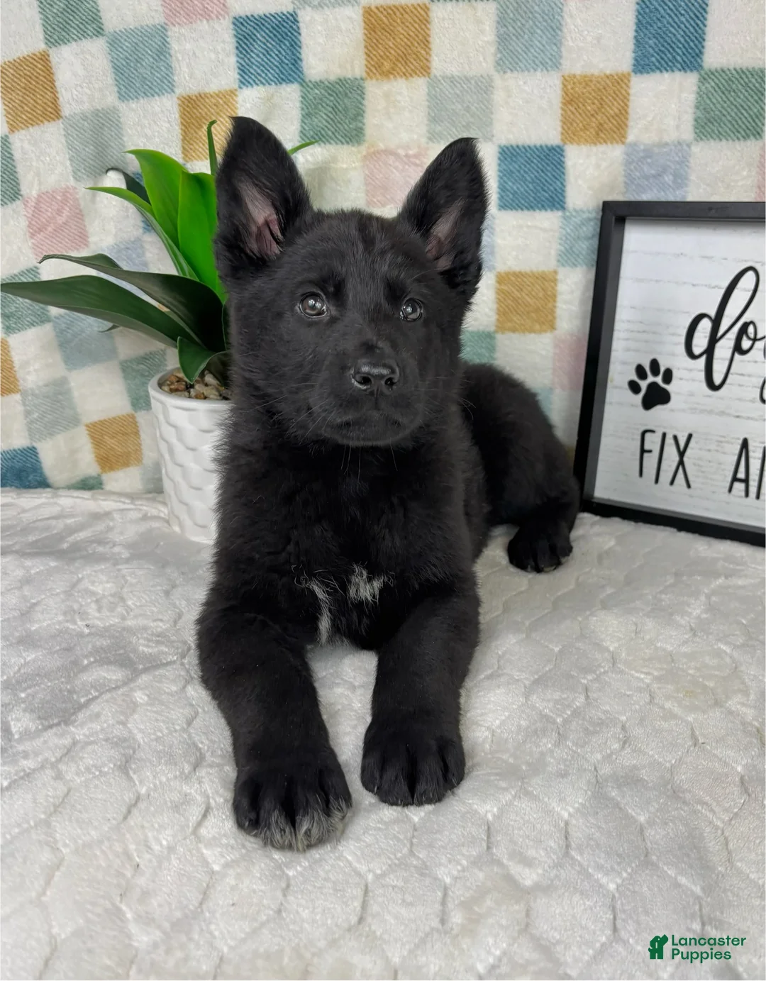German Shepherd dogs for sale: Greyson - Ad 2