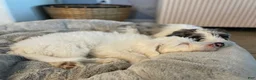 Sheepadoodle dogs for sale: Daenerys - Ad 5