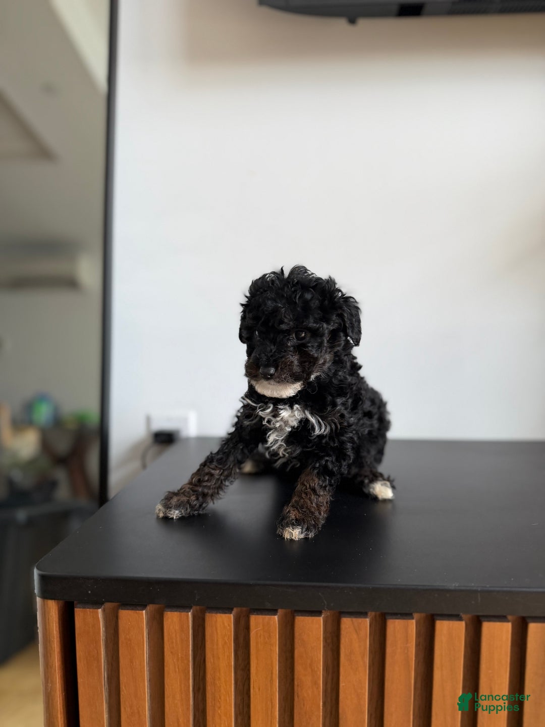 Toy Poodle dogs for sale: Danny teacup - Ad 3