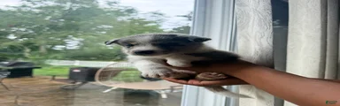 Ice