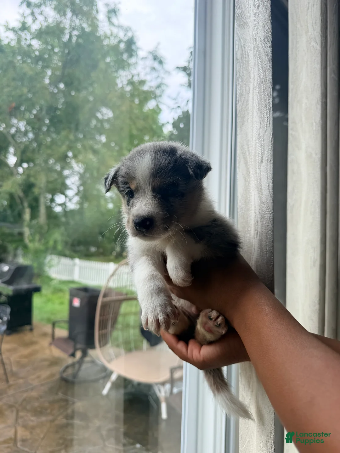Mixed Breed dogs for sale: Ice - Ad 1