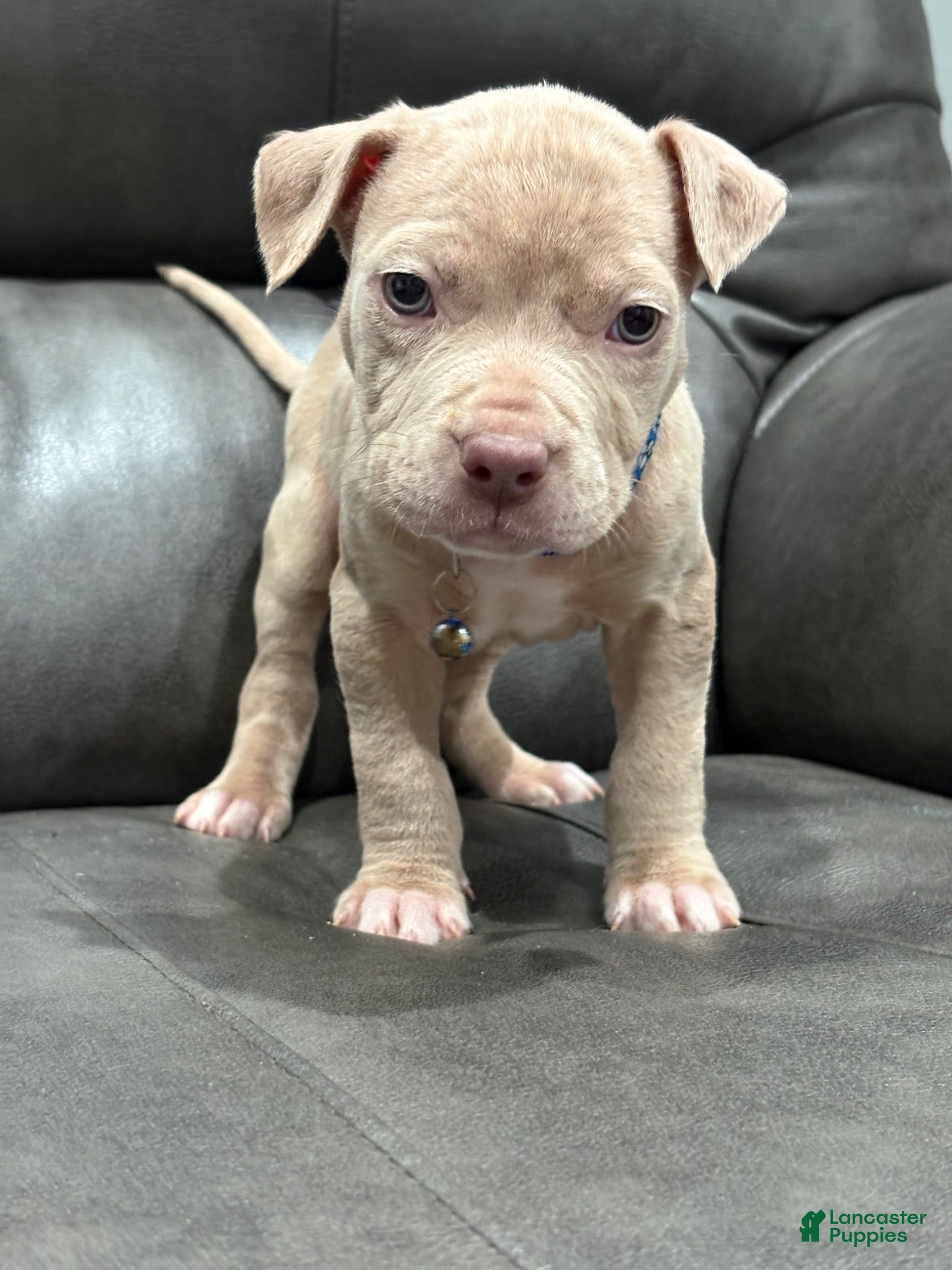 American Pit Bull Terrier dogs Titus  - Ad 2