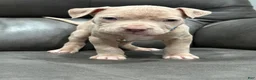American Pit Bull Terrier dogs for sale: Titus  - Ad 2